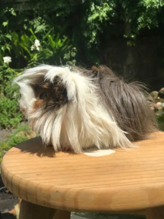 Porquinho da Índia filhotes  - Foto 2