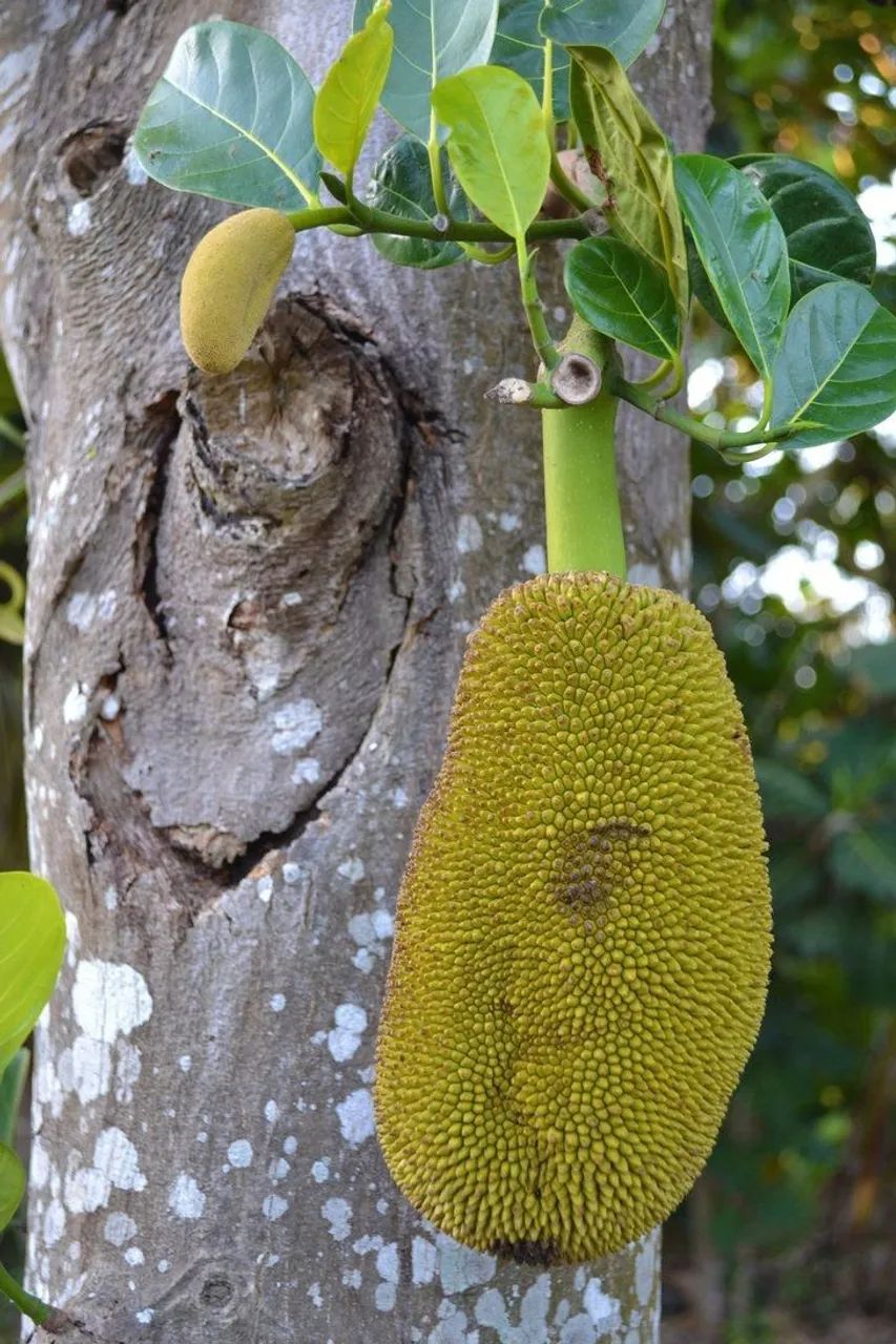 Frutifera Mudas de Jaca - Foto 2