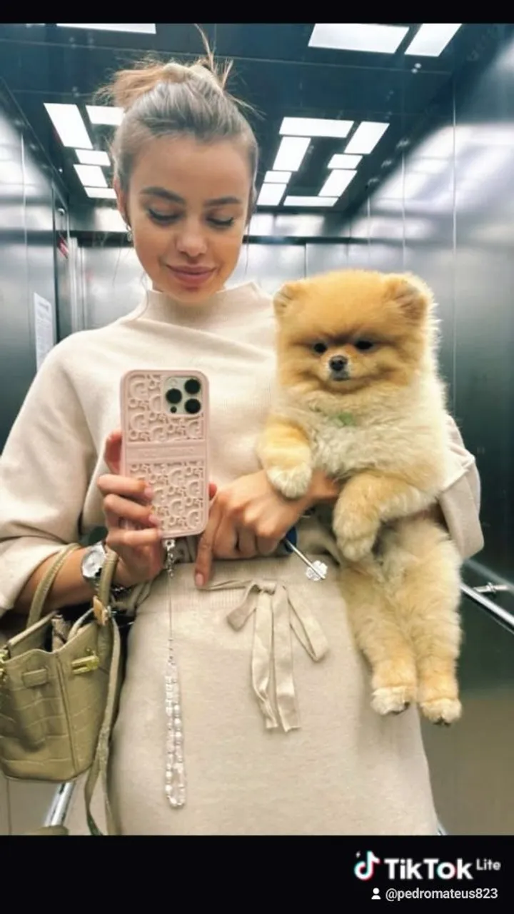 Lulu da Pomerânia anão filhotes !