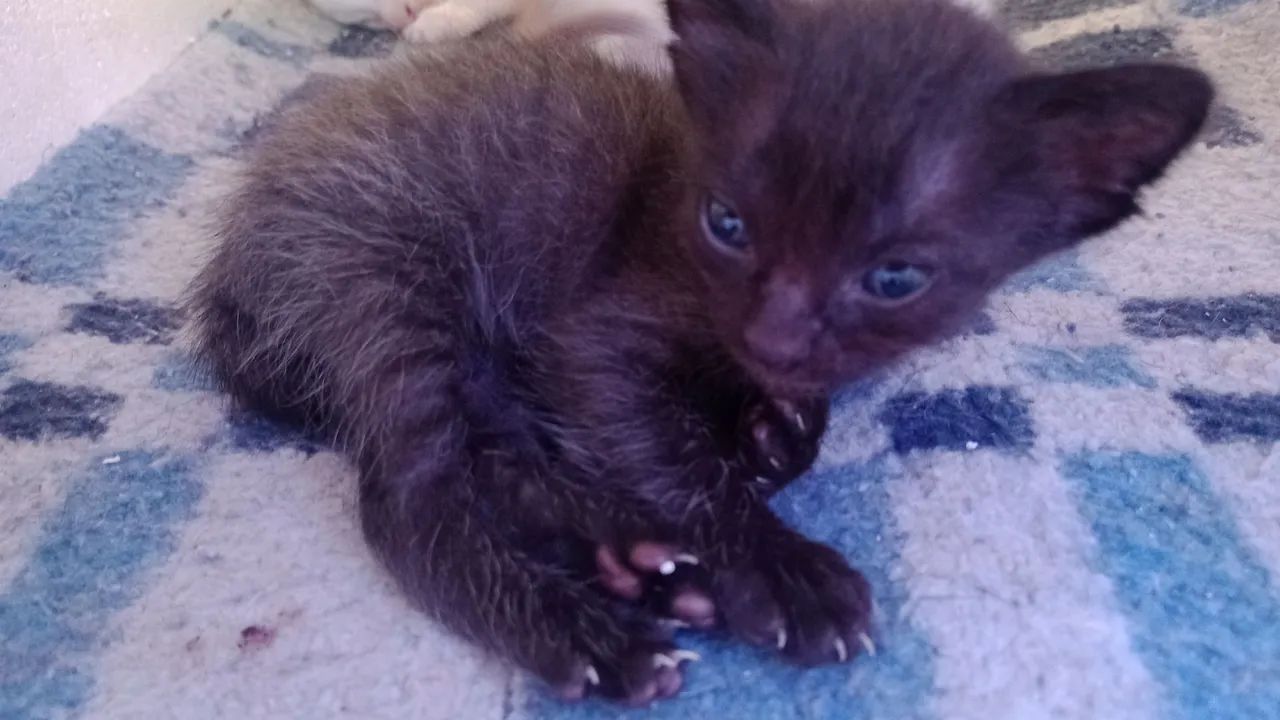 Gatinha fêmea filhote pra adoção 