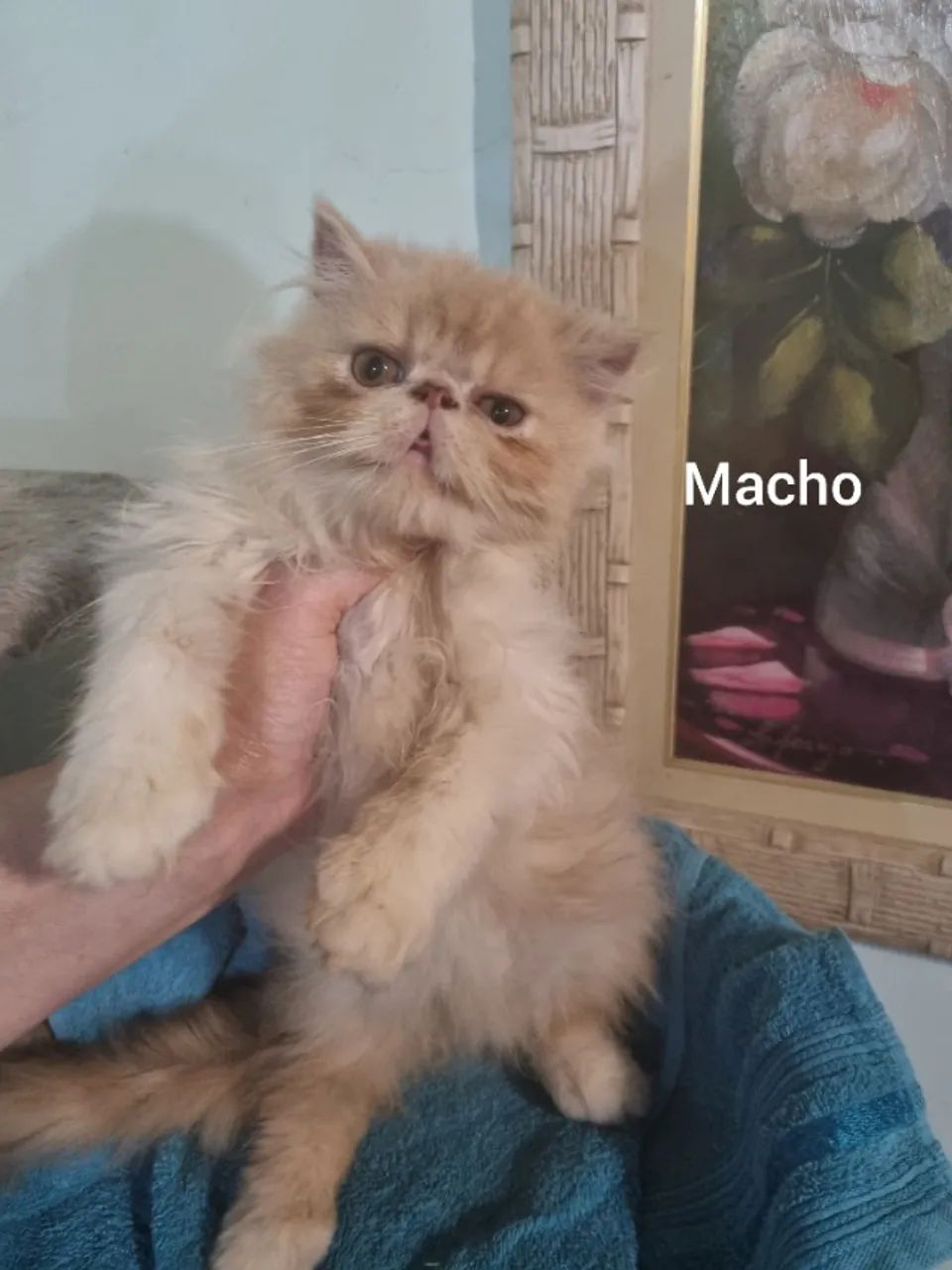 Gatos persa - Foto 3