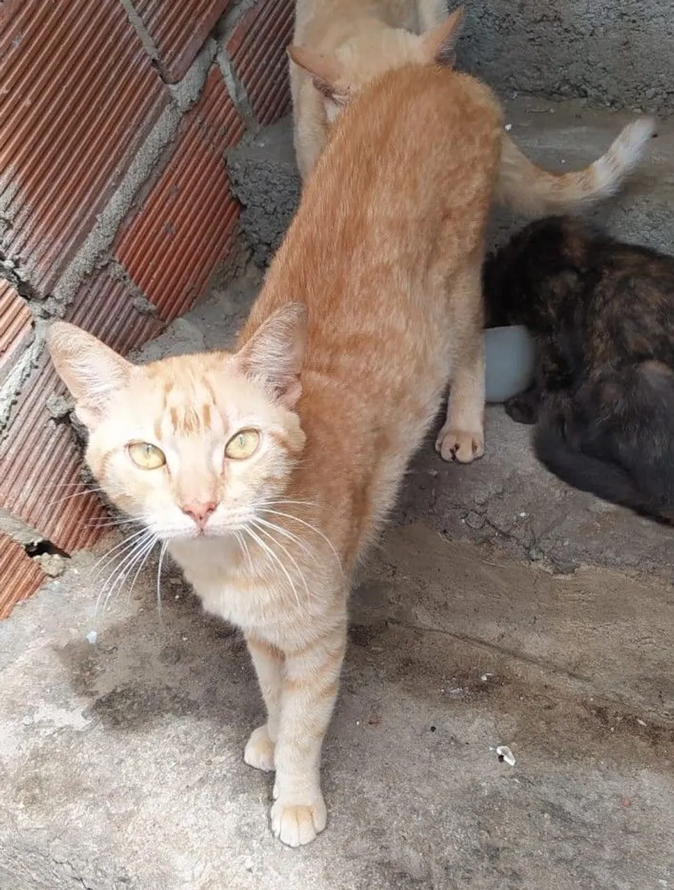 Gato laranjinha para adoção, já castrado.