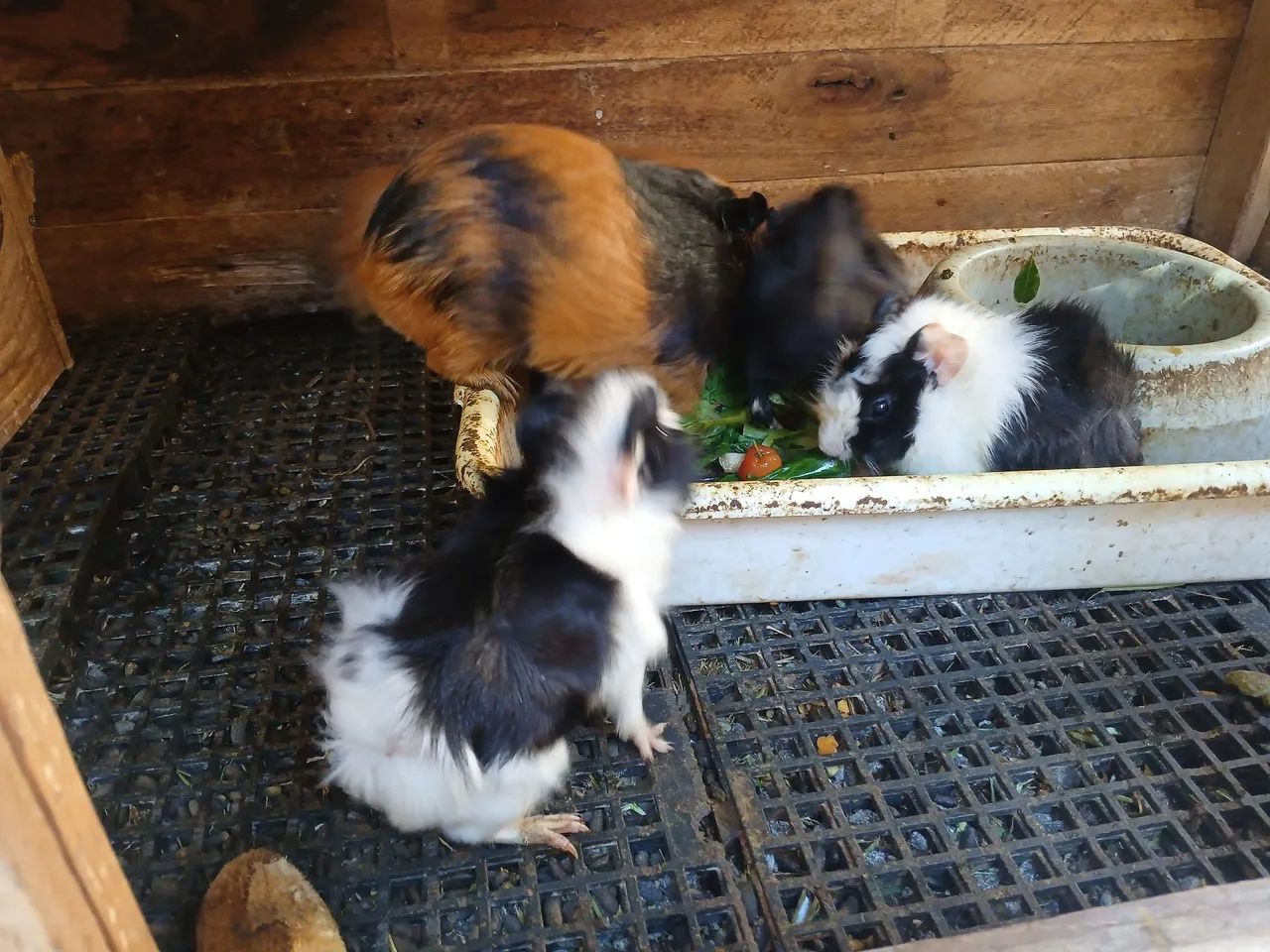 Porquinhos da india macho - Foto 3