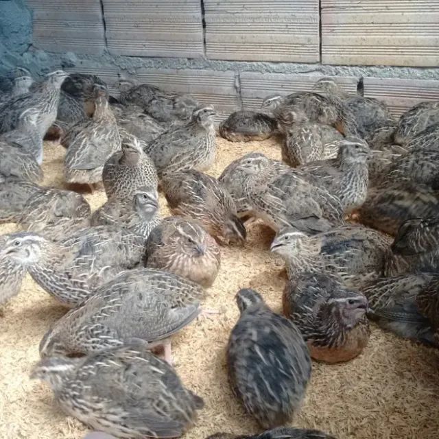 Codornas Gigantes , Pintos e Ovos Férteis  - Foto 2