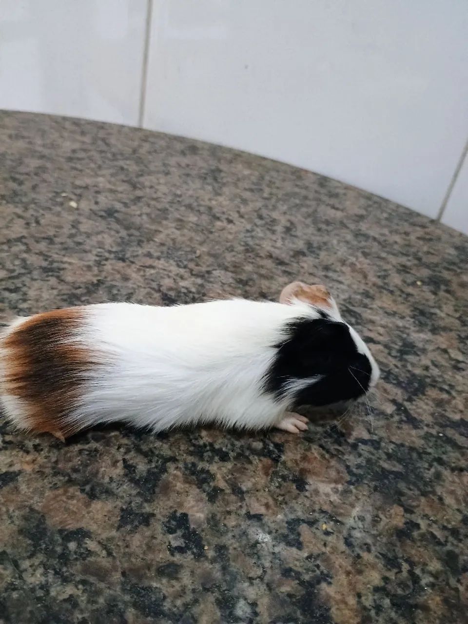 Porquinhos da índia  - Foto 2