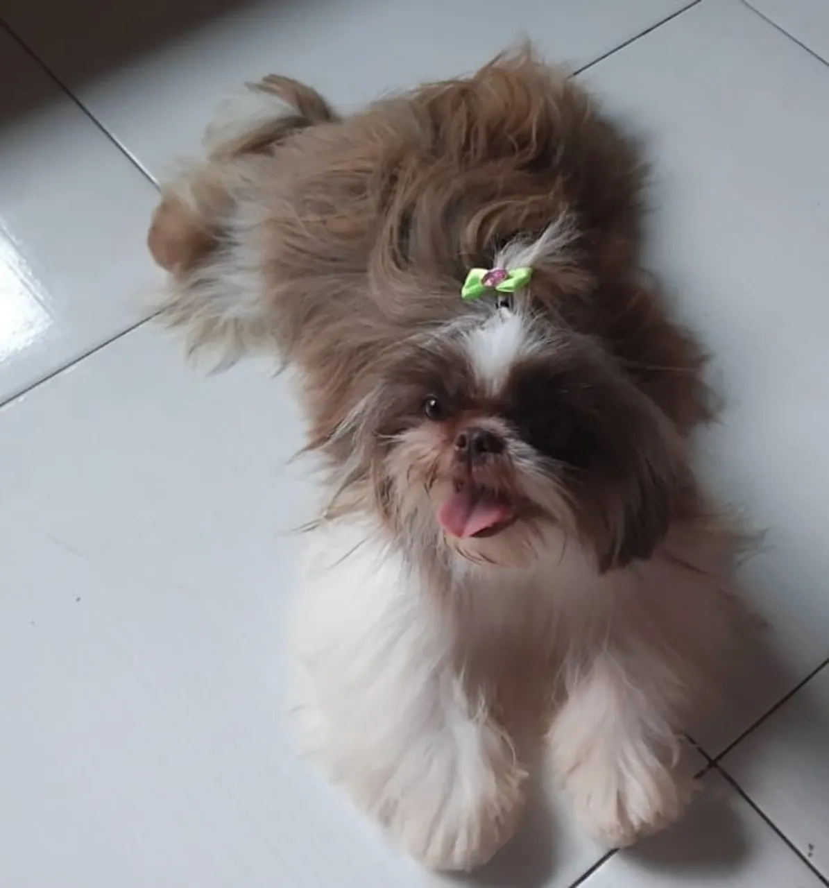 Shih Tzu fofa venda