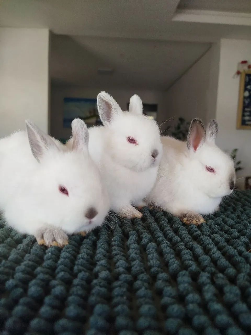 Filhote coelho Anão Netherland - Foto 4