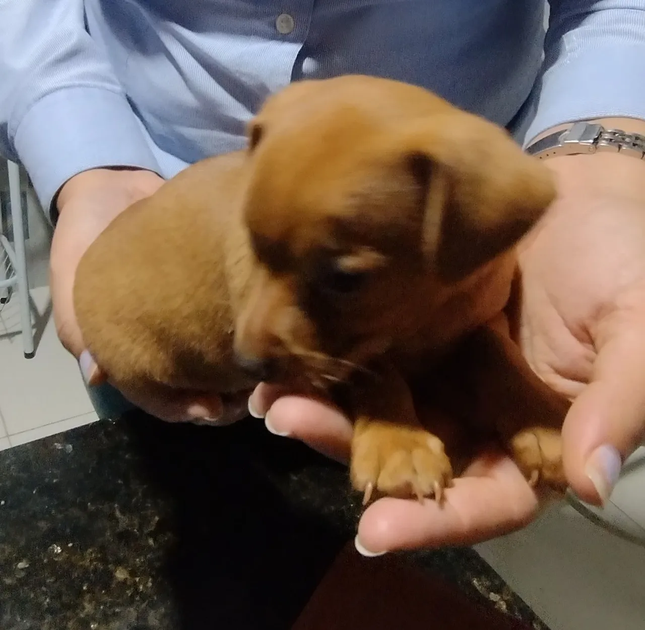 Filhote de Pinscher