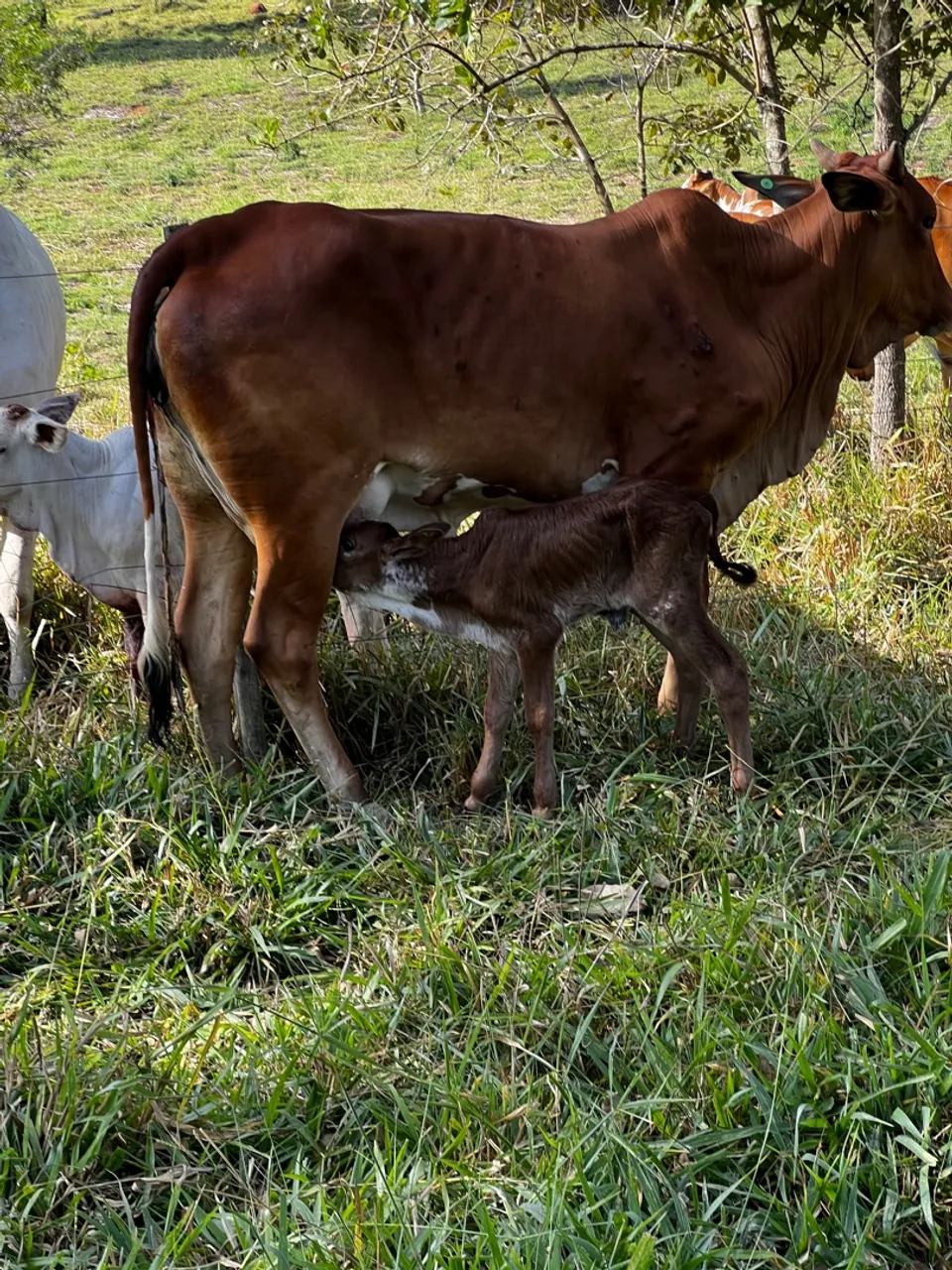 Lote de novilhas pintadas