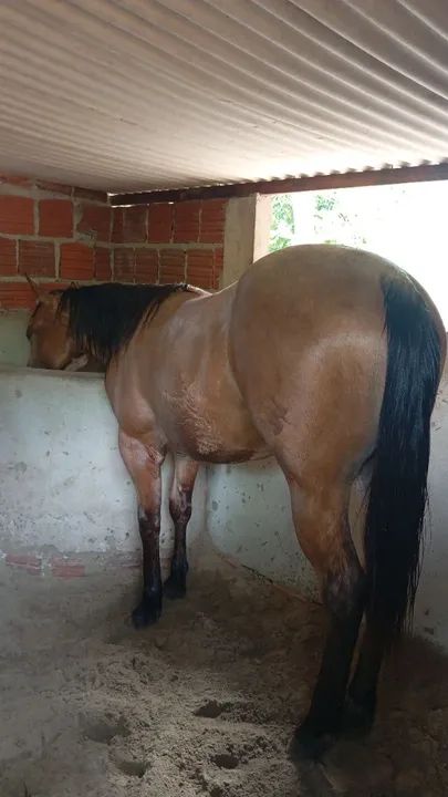 Potra linda QM PO - Foto 4