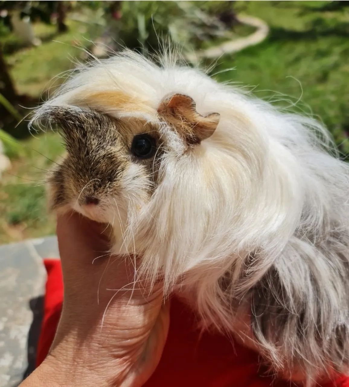 Porquinho da Índia Peruano pelo longo - Foto 3