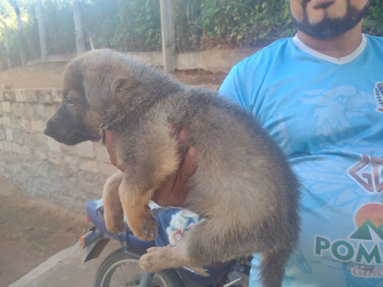  Pastor alemão 3 filhotes machos disponível * - Foto 4