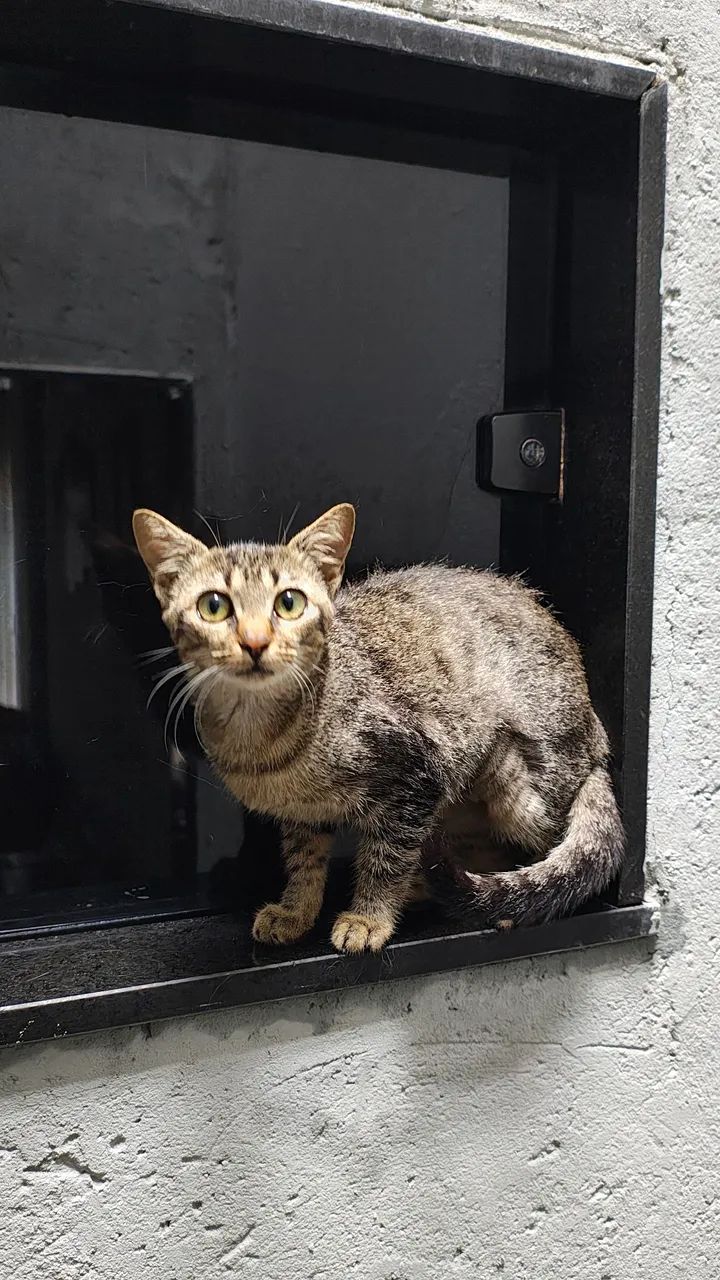 Gato curioso com reflexo - Foto 4