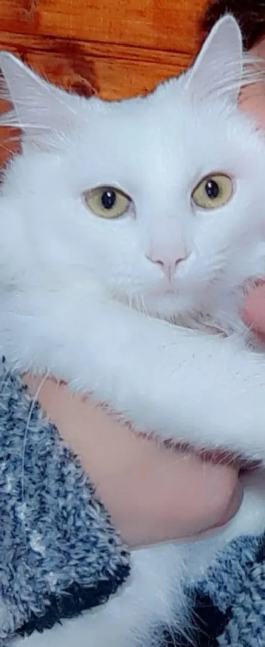 Gatinho branco doando