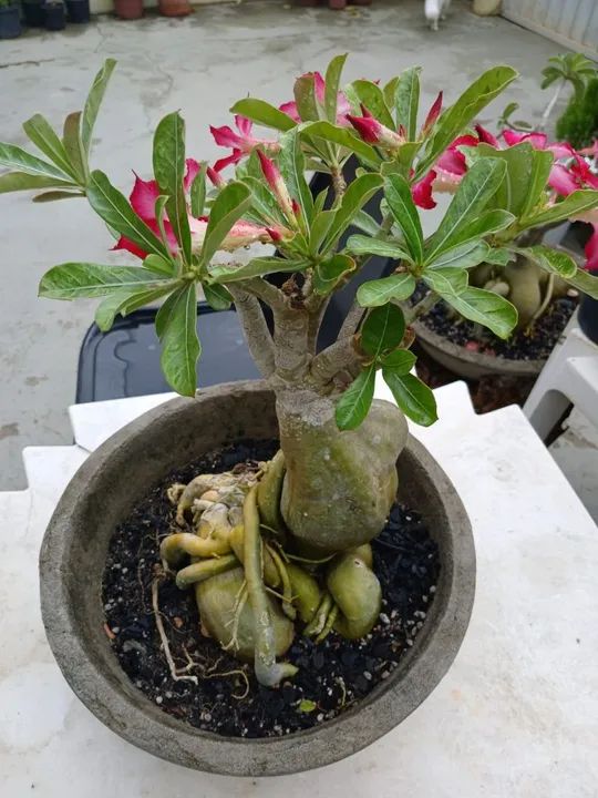 Adenium obesum - Rosa do Deserto 6 anos