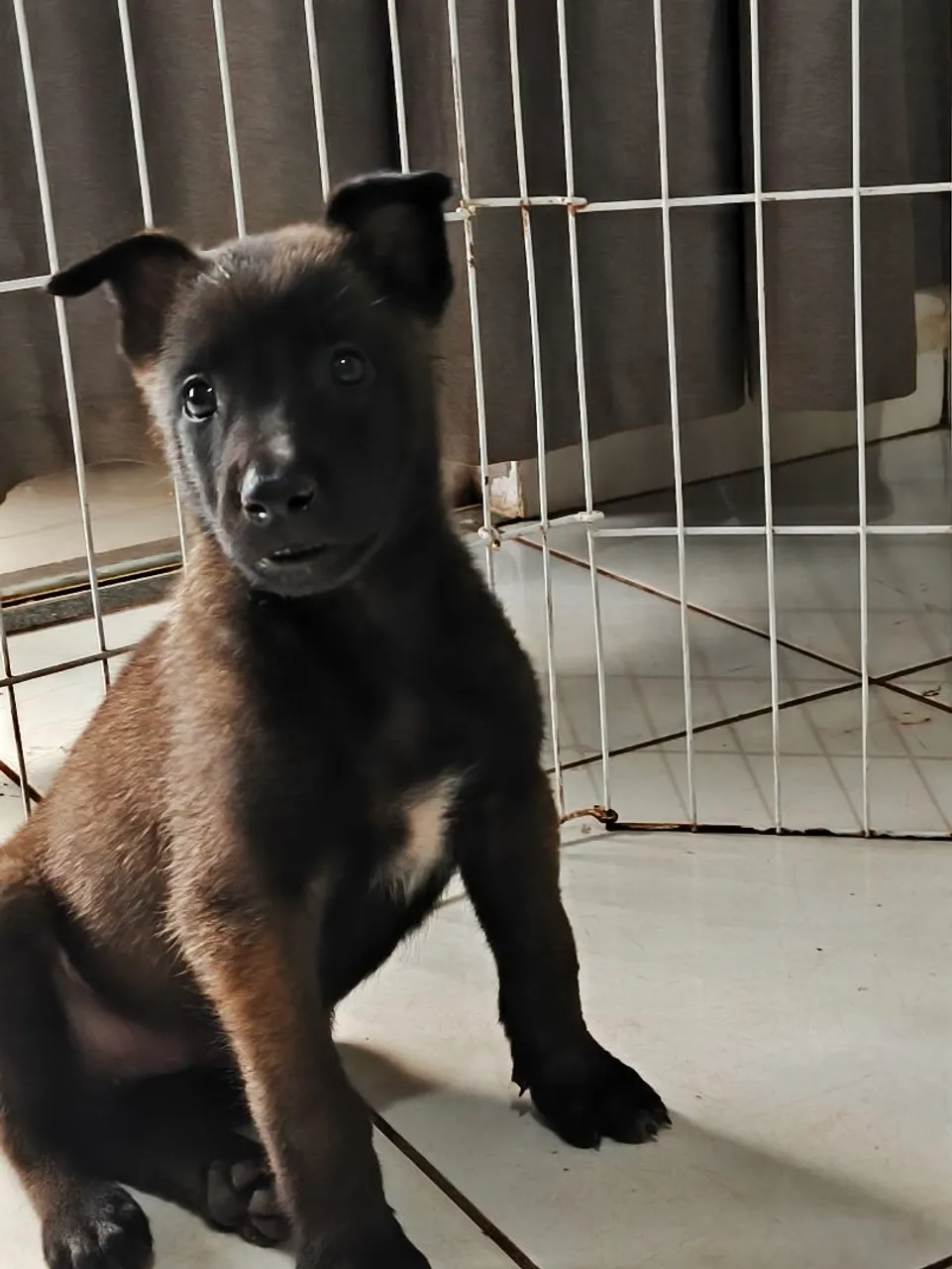 Filhote de Pastor Belga Malinois