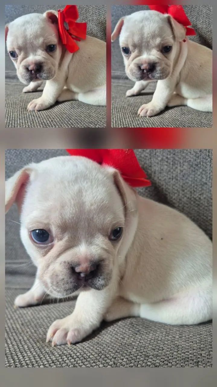 Vendo filhote de Buldogue Francês  - Foto 4