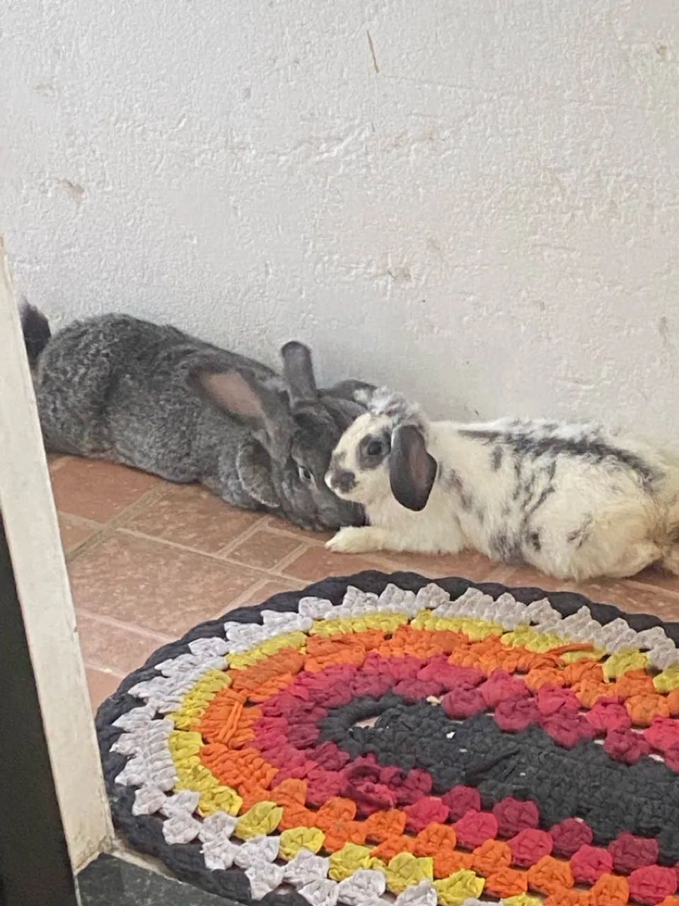 Dois coelhos fofinhos  - Foto 2