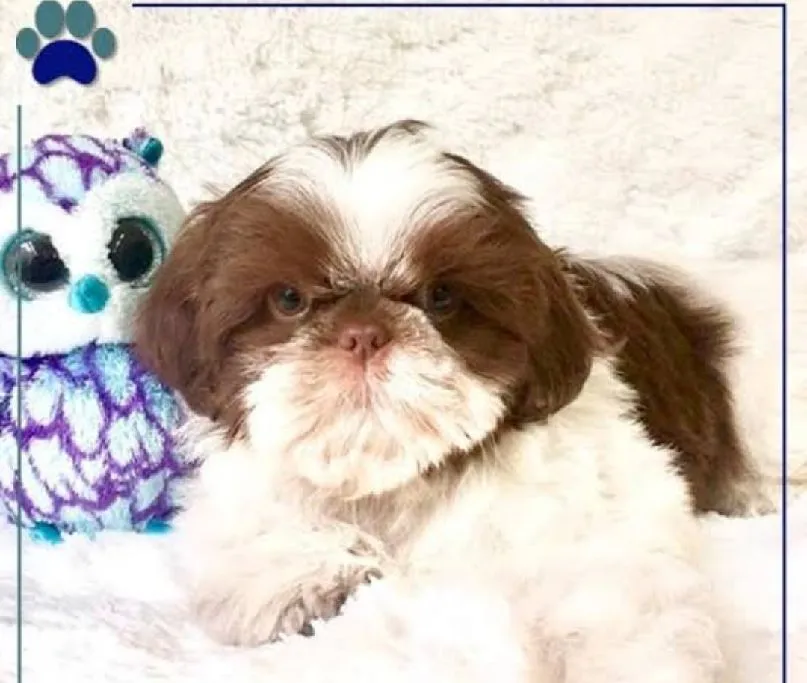 Filhote Shih Tzu para adoção