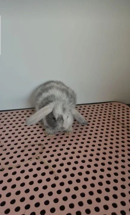 Coelho mini ( os das orelhas caidas) - Foto 5