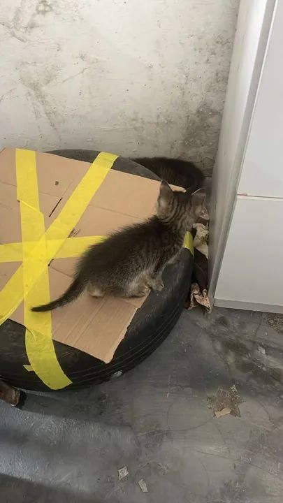 Adoção de gatinhas - Foto 5