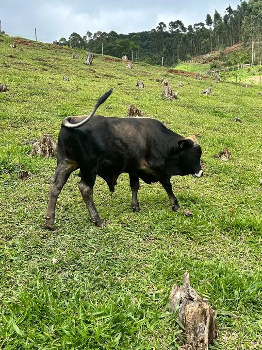 Mini Touro, mini boi  - Foto 4