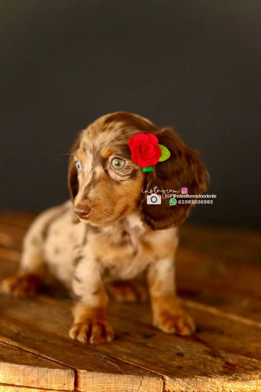 Filhote Dachshund Arlequim - Fofura em 4 patas!
