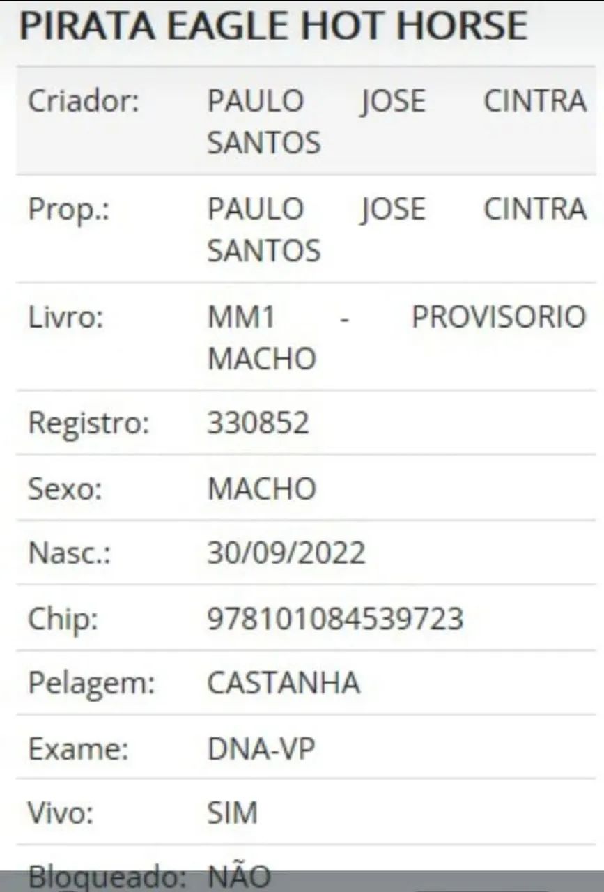 Dupla de Portos puros e Registrados | Netos do Elfo do Porto Azul - Foto 6