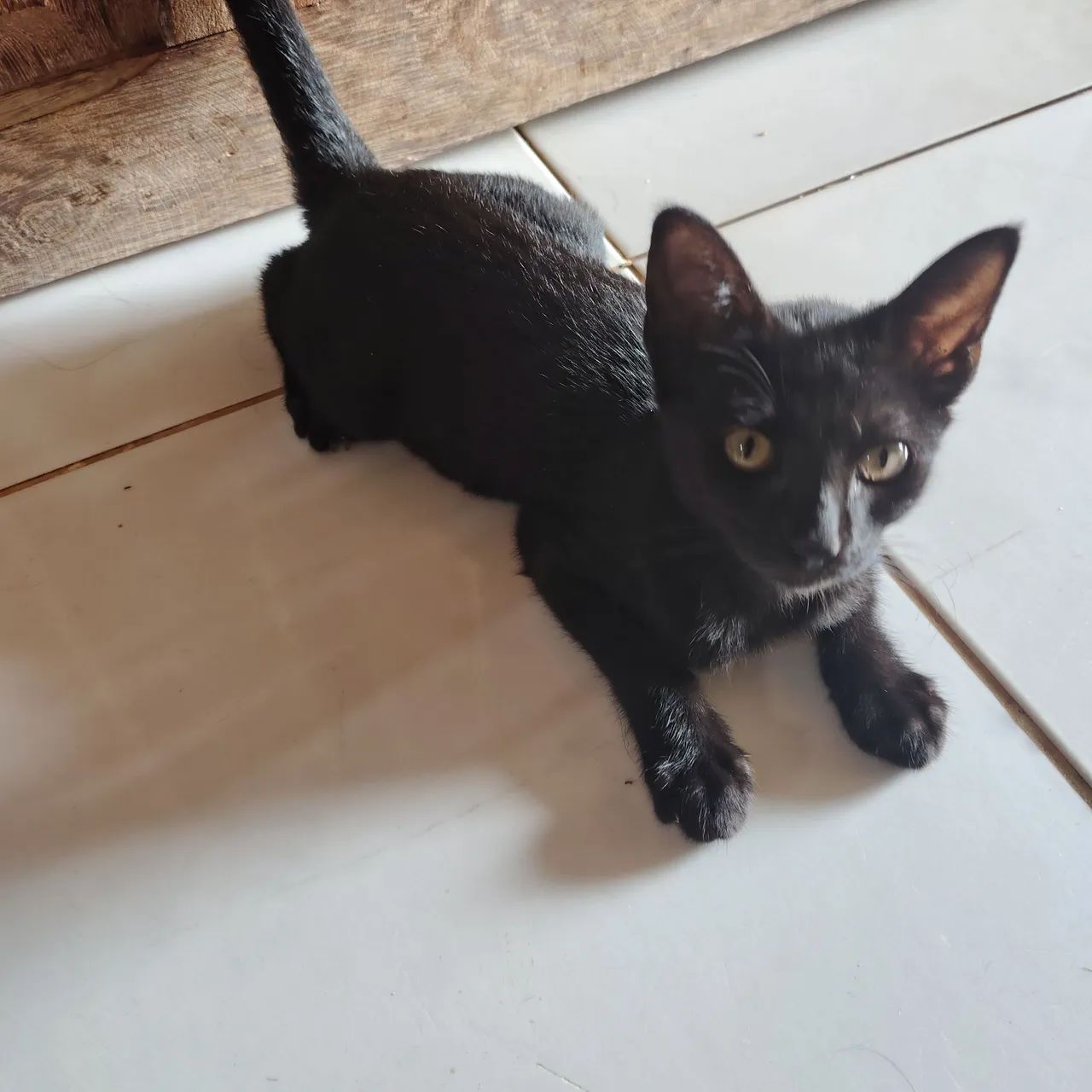 Doação de gato  - Foto 3