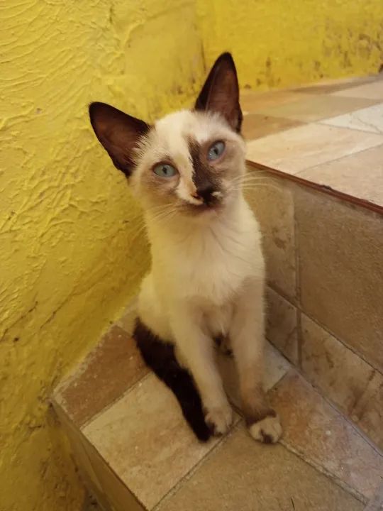 Gata Tonquinês castrada - Foto 4