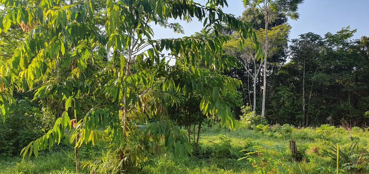 VENDO SÍTIO EM STA BÁRBARA  - Foto 5