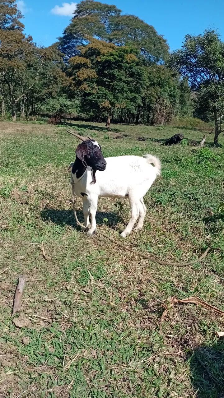 Cabra adulta para reprodução