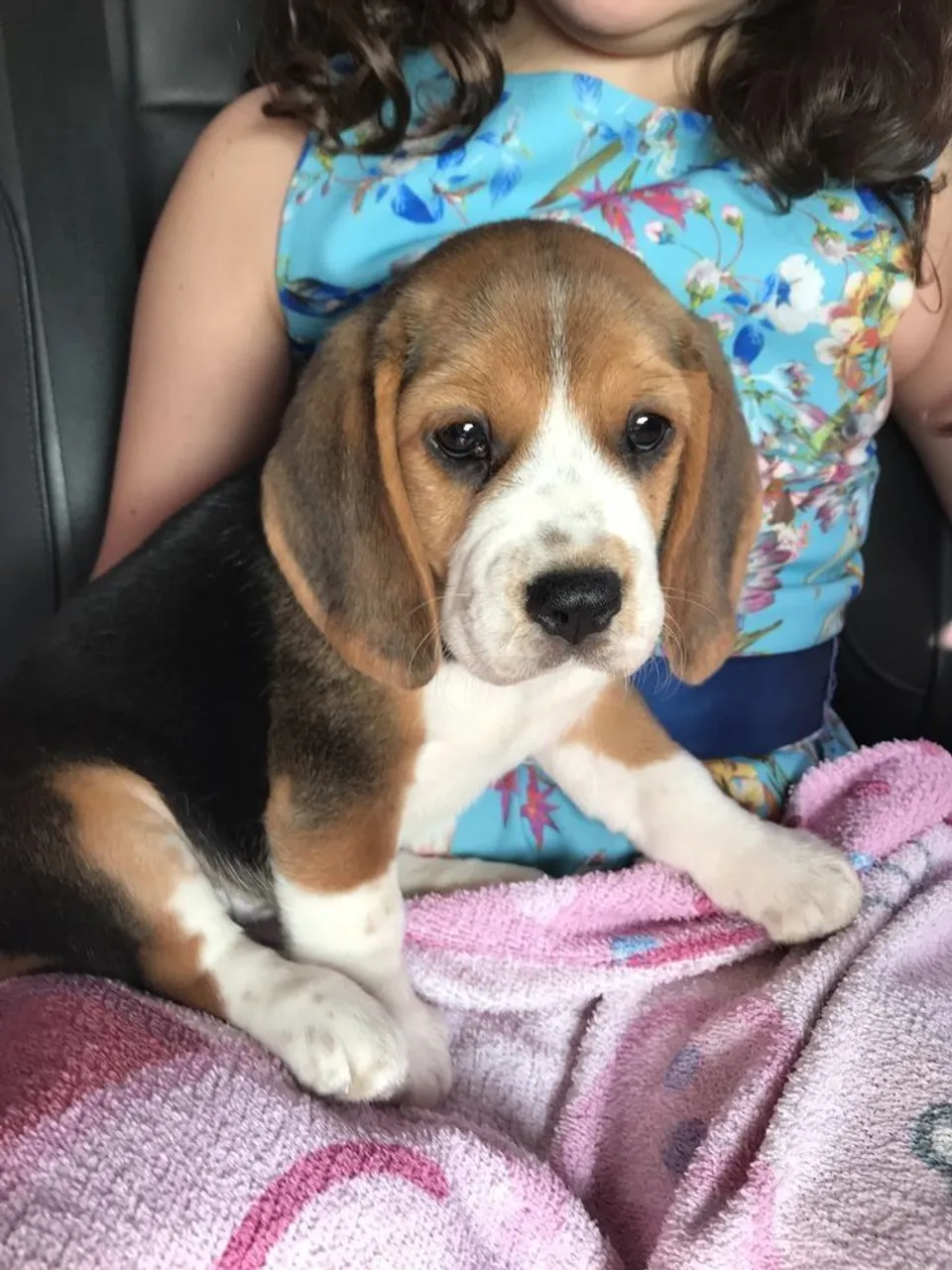 Aventura em quatro patas : Filhote de Beagle disponível!