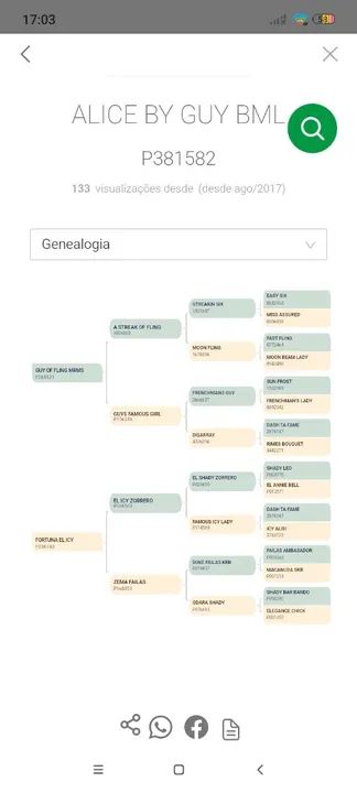 Potra linda QM PO - Foto 6