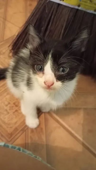 MIAUdote >> Lindos Filhotinhos de Gato para Adoção - Foto 5