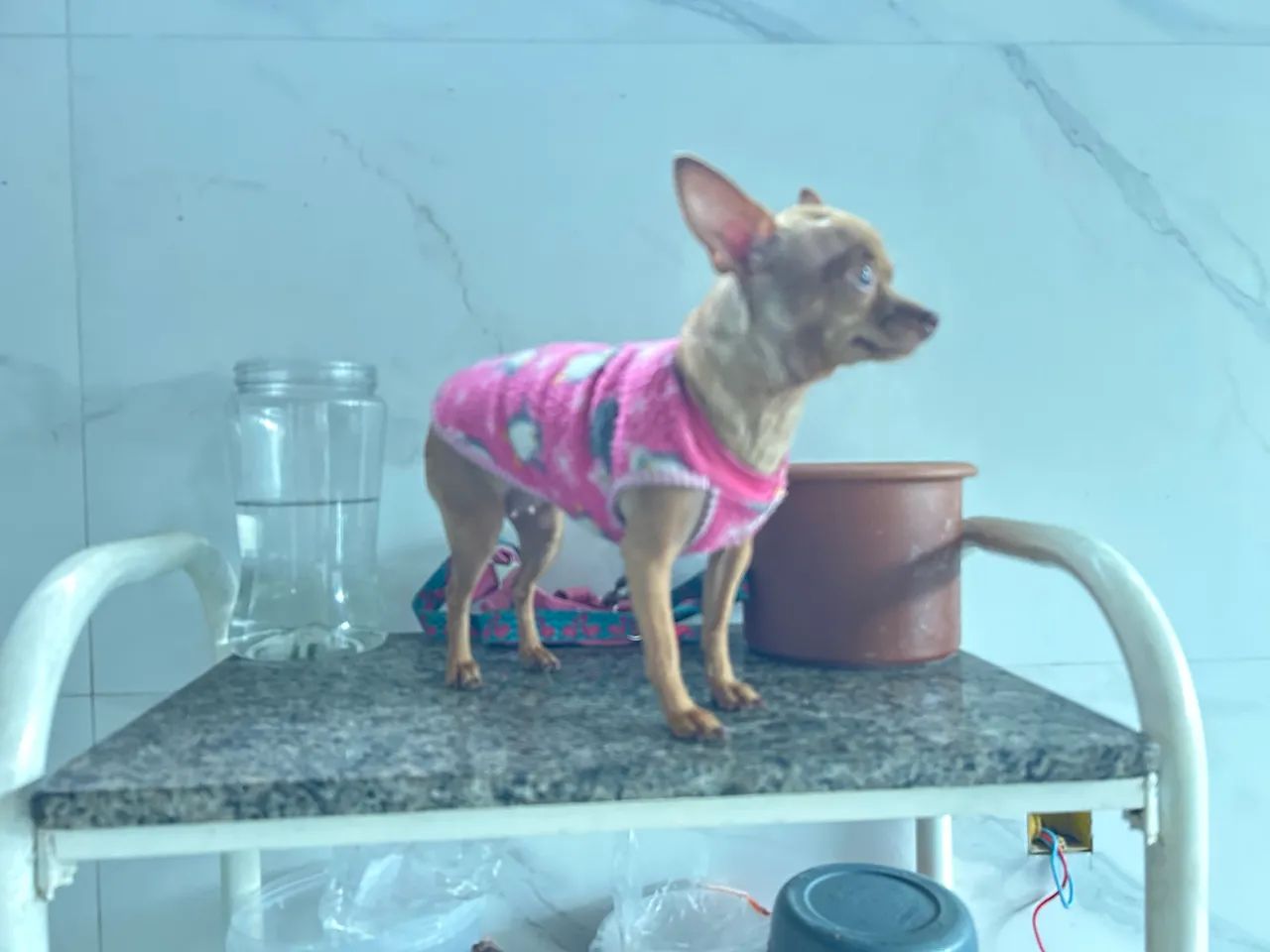 Cadela a procura  - Foto 2