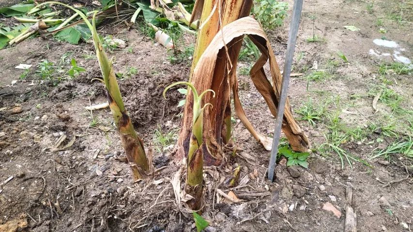 Mudas de banana grande (Quantidade limitada) - Foto 6