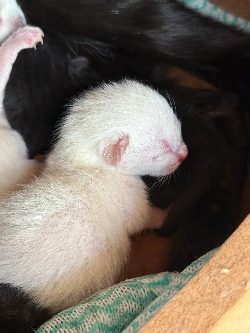 Nasci hoje! Você pode ser minha família!? - Foto 2