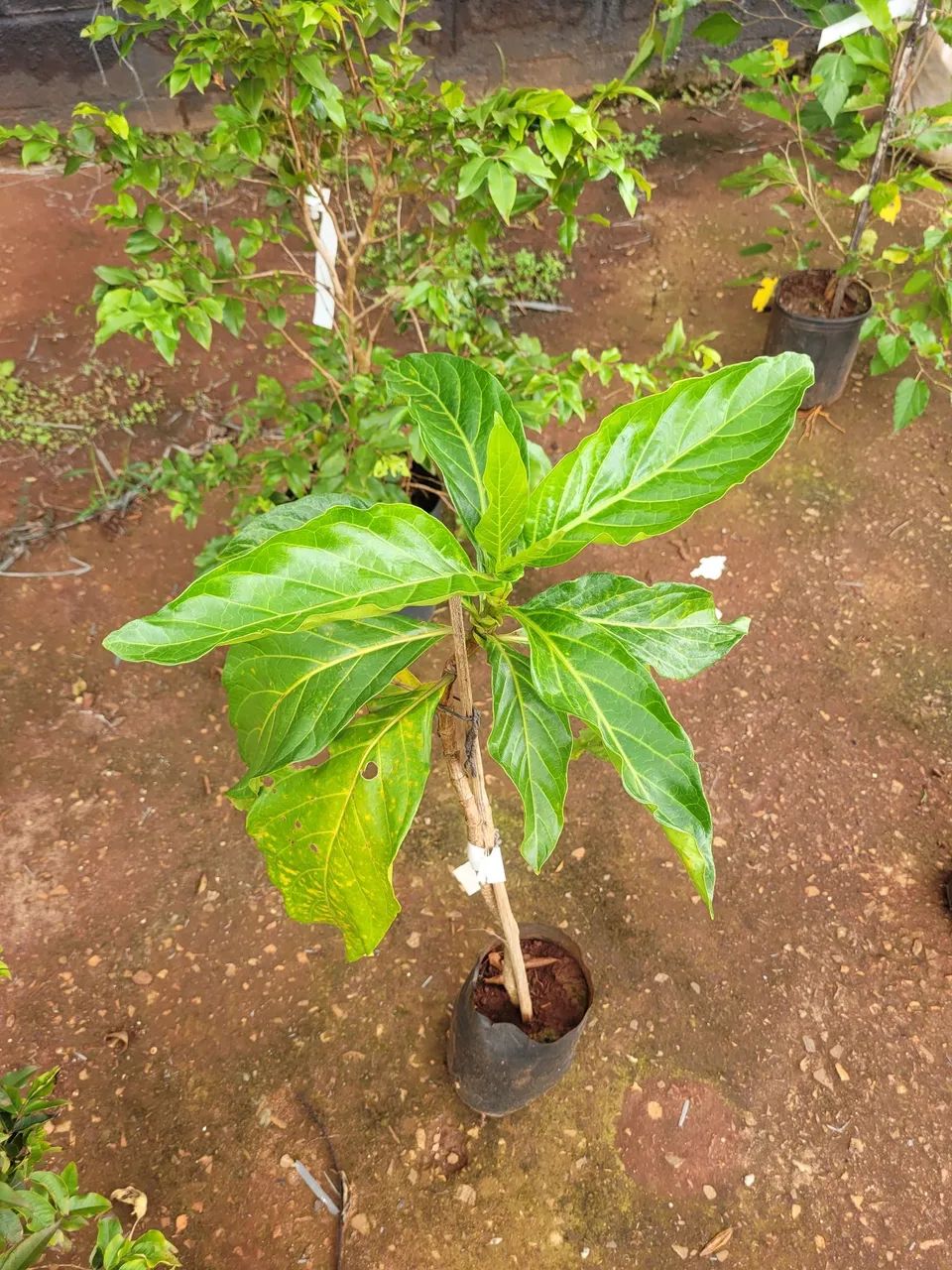 Mudas Frutíferas exóticas  - Foto 3