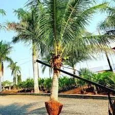 ? MUDAS DE COCO ANÃO LEGÍTIMO EM GOIÂNIA - PRODUÇÃO PRECOCE! - Foto 2