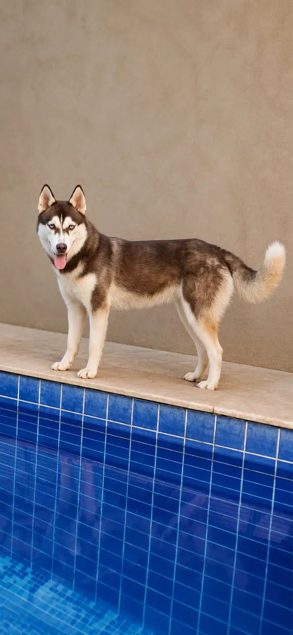 HUSKY SIBERIANO PURO  
