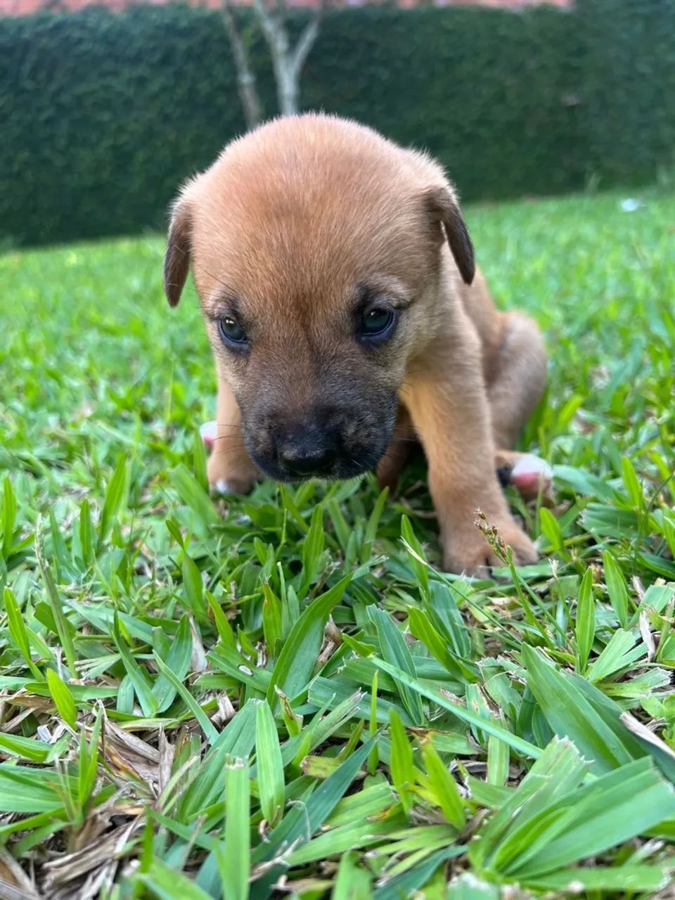 Malinois X Border Collie - Foto 2