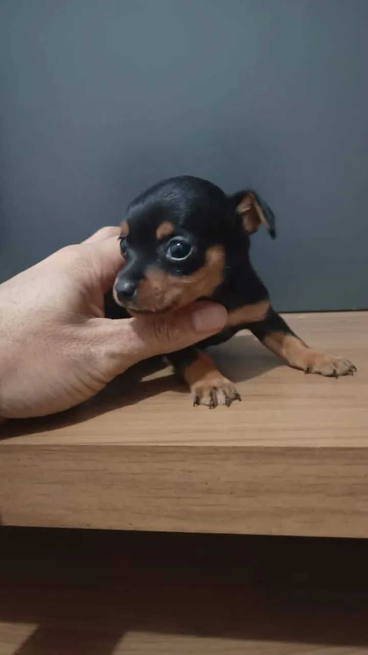 Pinscher N1 - Foto 3