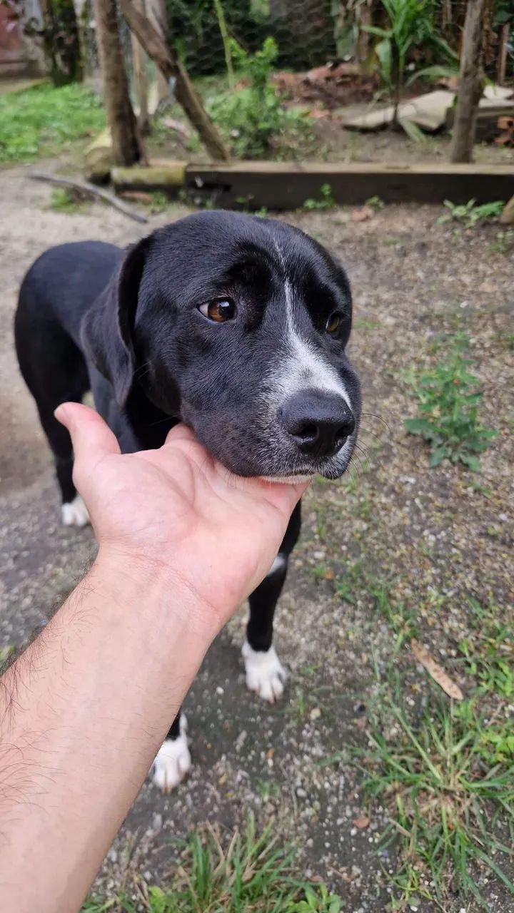Filhotes de cachorro - Foto 4