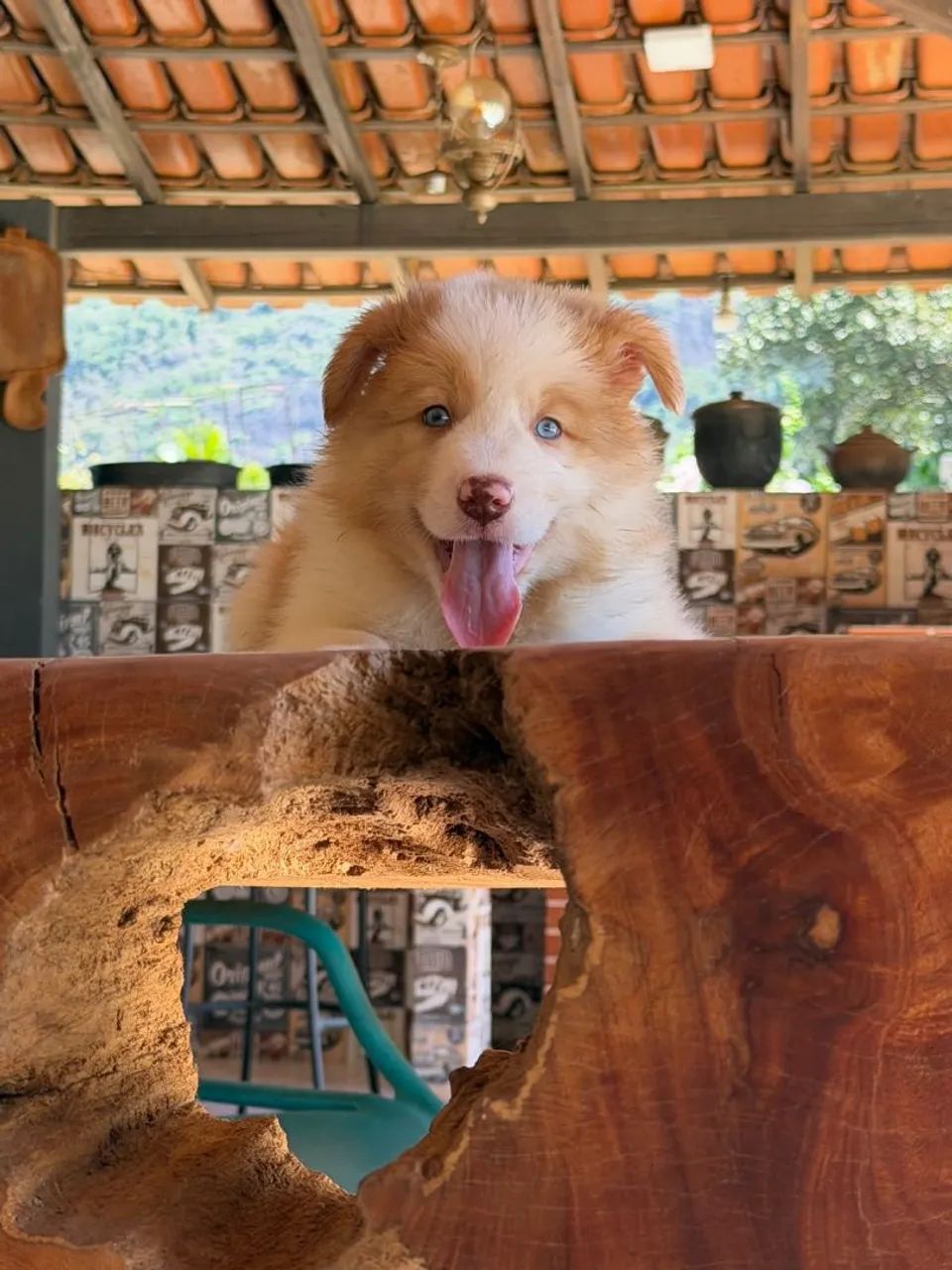 BORDER collie Carioca