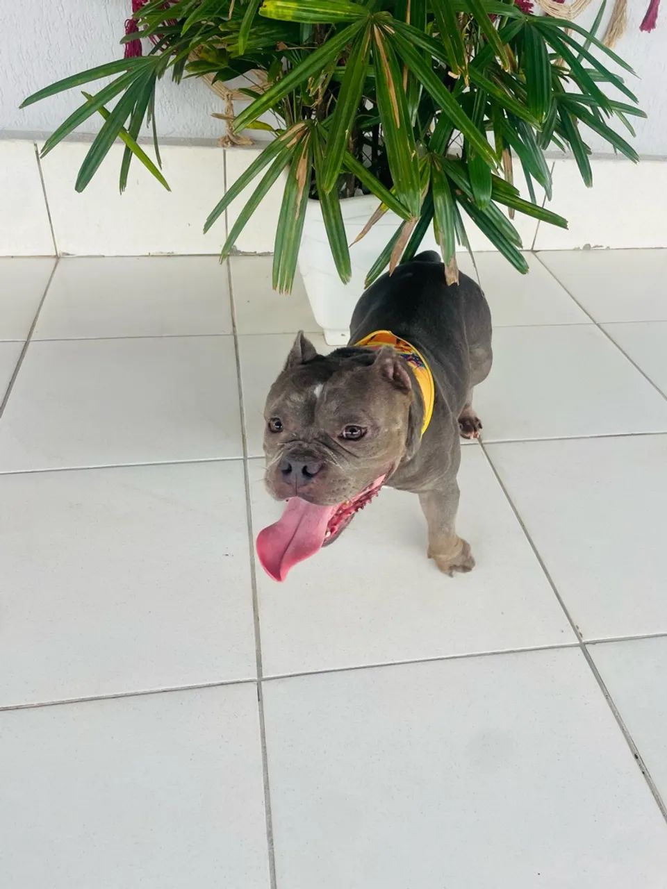 Cachorro  - Foto 4