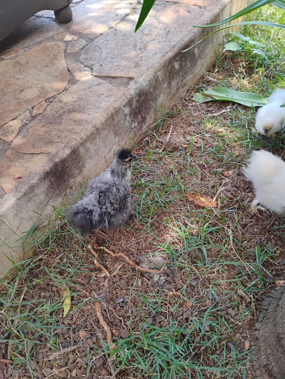 VENDO SEDOSA  - Foto 3