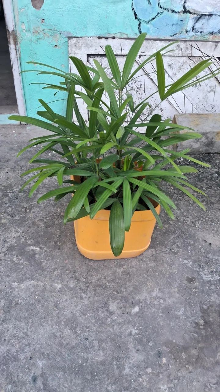 Palmeira - Foto 2