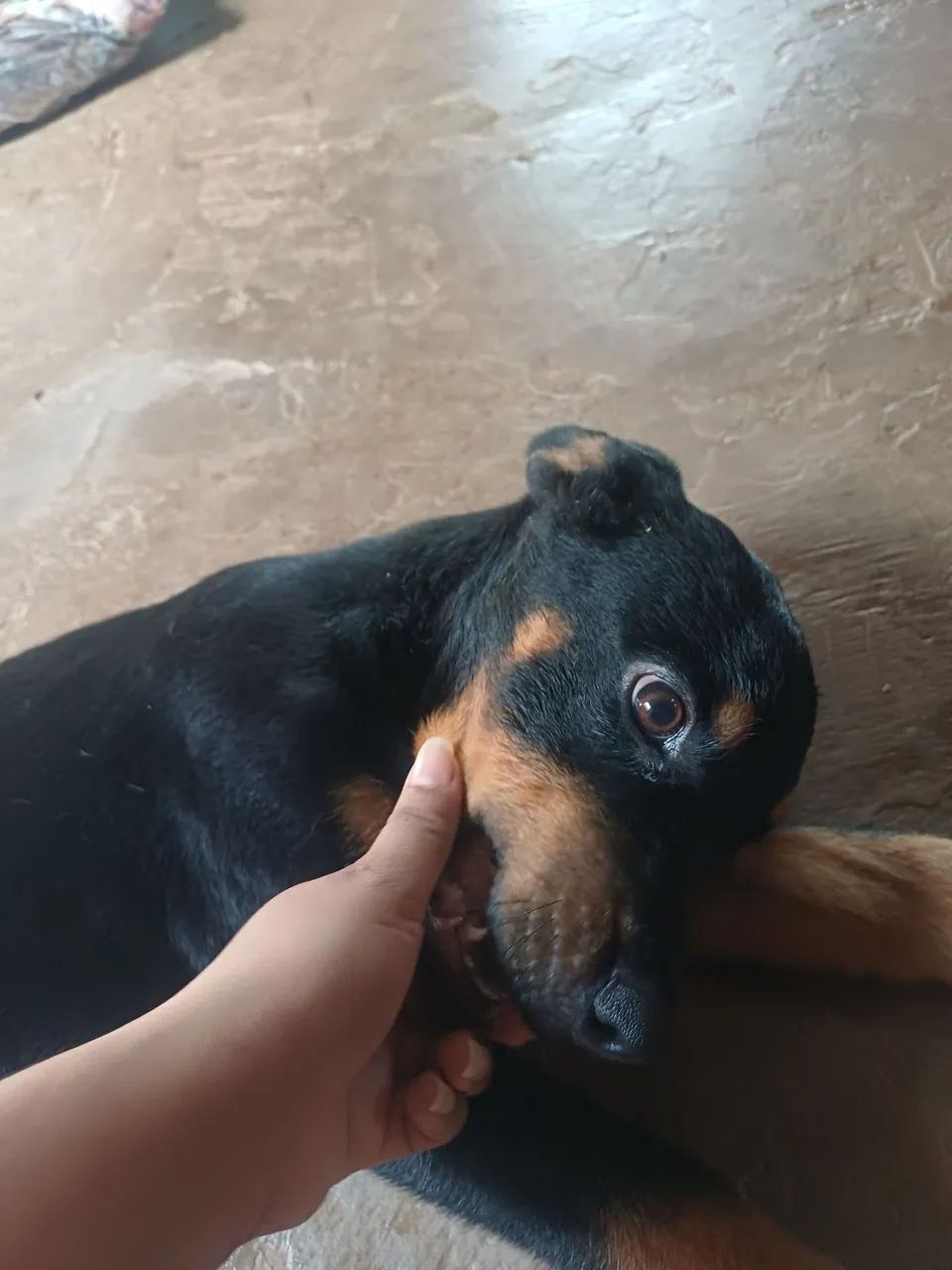 cachorro rottweiler 