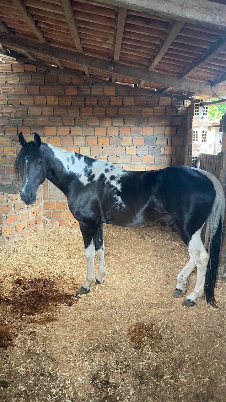 Cavalo mangalarga pampa de preto homozigoto, 6 anos de idade - Foto 3